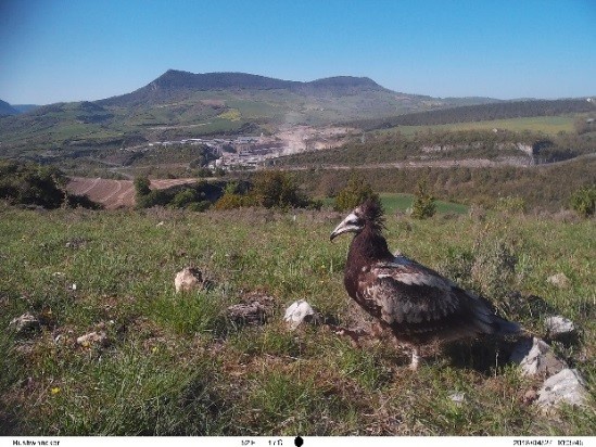 4X, le 27 avril 2018 Compeyre au piège photo