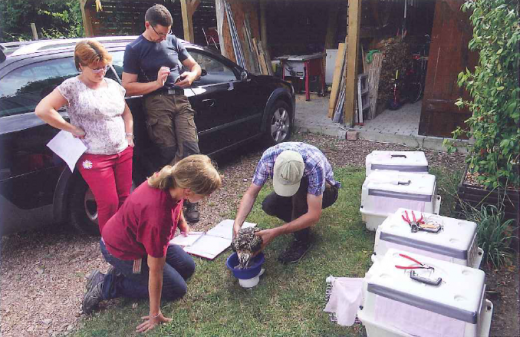 Pesage et contrôle vétérinaire des jeunes Balbuzards