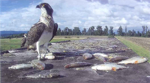 Jeune balbuzard au nourrissage sur une volière