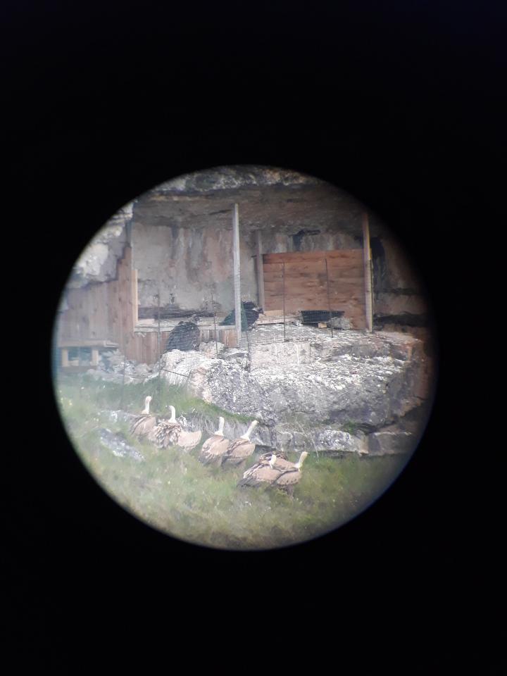 Vautours_fauves_devant_la_vire