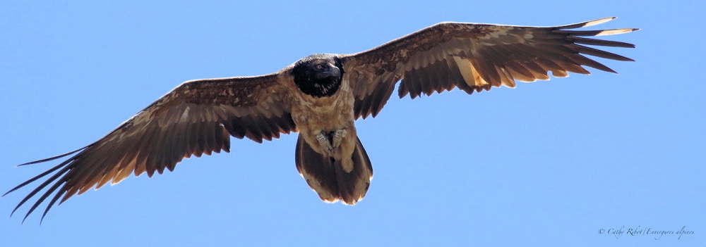 Cathy Ribot-Envergures alpines