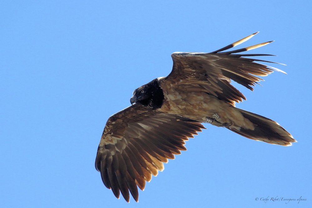 Cathy Ribot-Envergures alpines