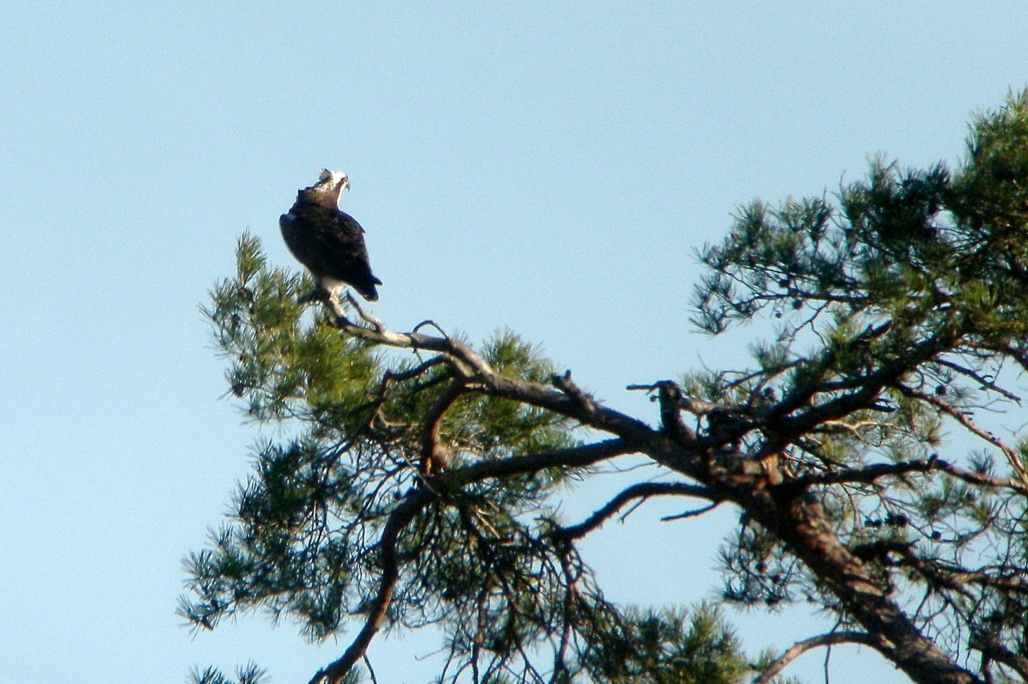 Photo d'un Balbuzard au Ravoir, par Gilles Perrodin