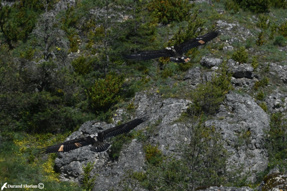 Europe et Lausa©F.DURAND-LPO