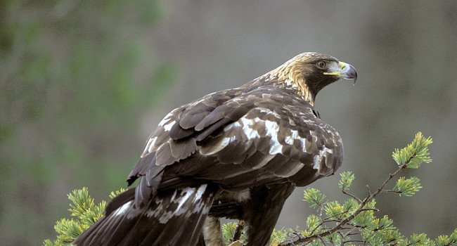 agoldeneaglelarslofaldibirdlifenorway650