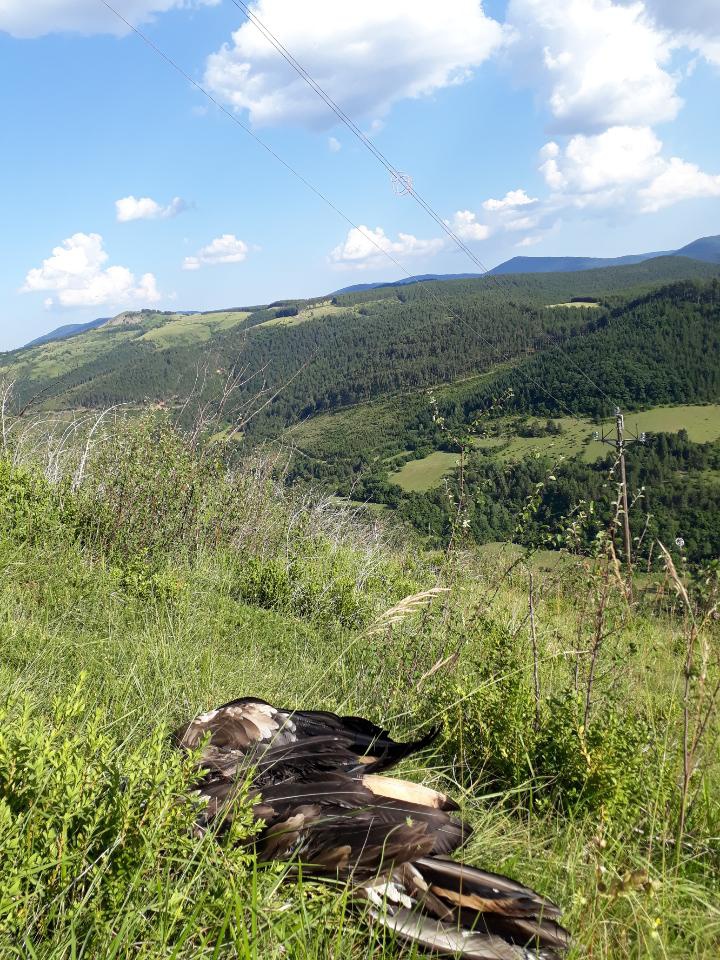 Buisson_électrocution_040719©N.ZILETTI