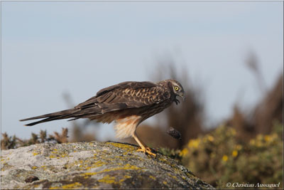 Le 7 mai, une femelle jugée sur un bloc de granite, rejette une pelote de réjection. Cette colonie est établie dans une lande à ajoncs.
