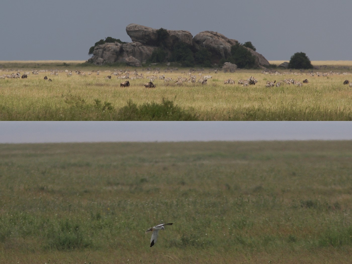 Un mâle de busard pale, en février 2013, dans les plaines du Serengeti. A.Leroux