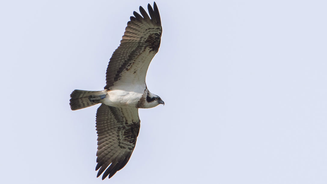 Photographie de Fusée, 9/04/19. Source : Balbuzards.ch