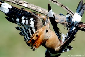hoopoe1
