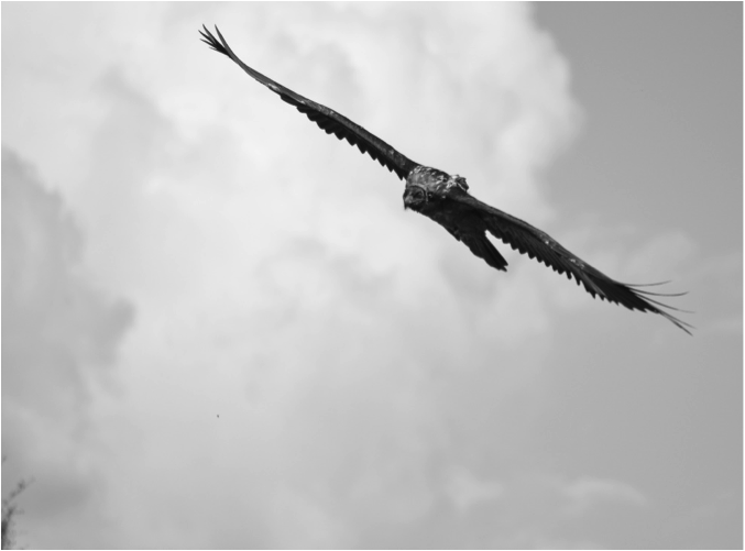 jacintheflavielescure