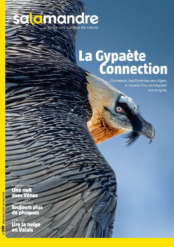 la-gypa-te-connection-n249