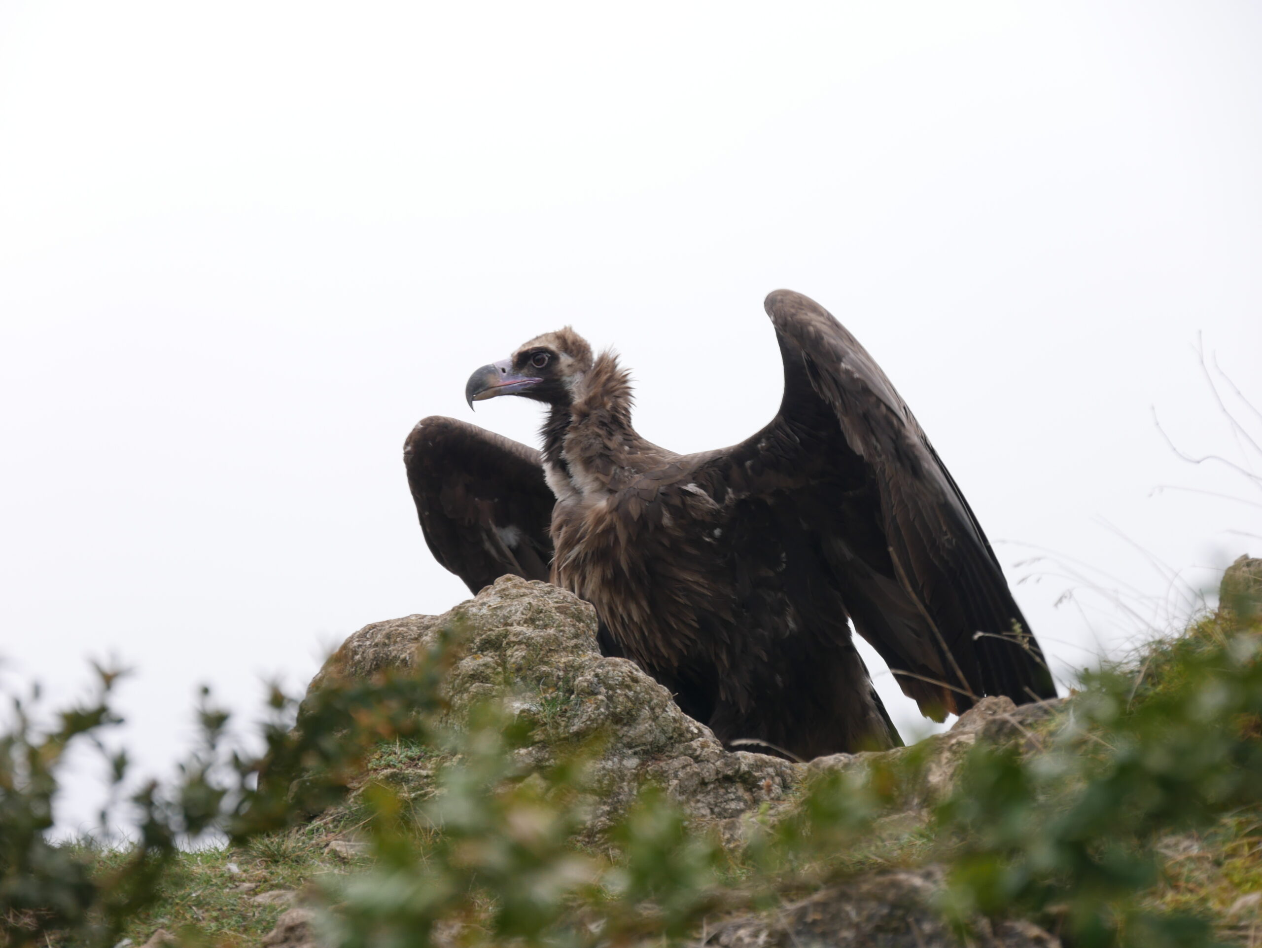 lachermontespan29102017-11