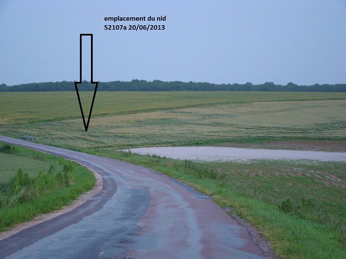 En Champagne, un nid de busard cendré dans un champ d'orge versé, à coté d'un champ de maïs transformé en étang. L’humidité et le froid peuvent causer la mort des embryons. J-L Bourrioux.