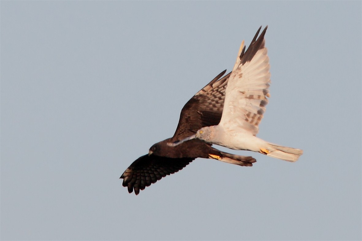 Jeune busard cendré mélanique et busard pâle de 2nde année réunis dans un dortoir en Vienne le 22 août 2012. Alain Boullah.