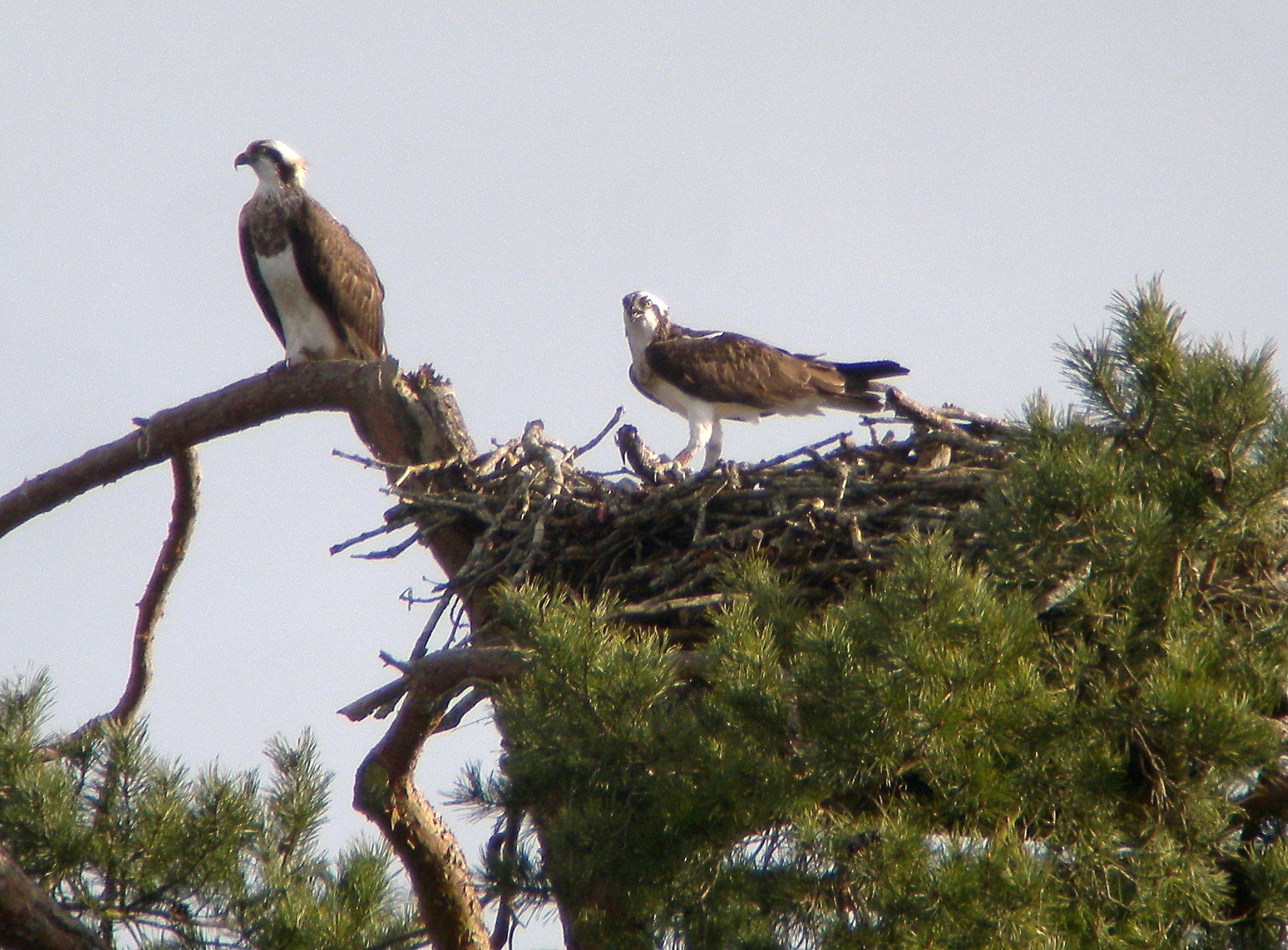 panchita-et-8r-sur-ravoir-le-07-03-2015-007