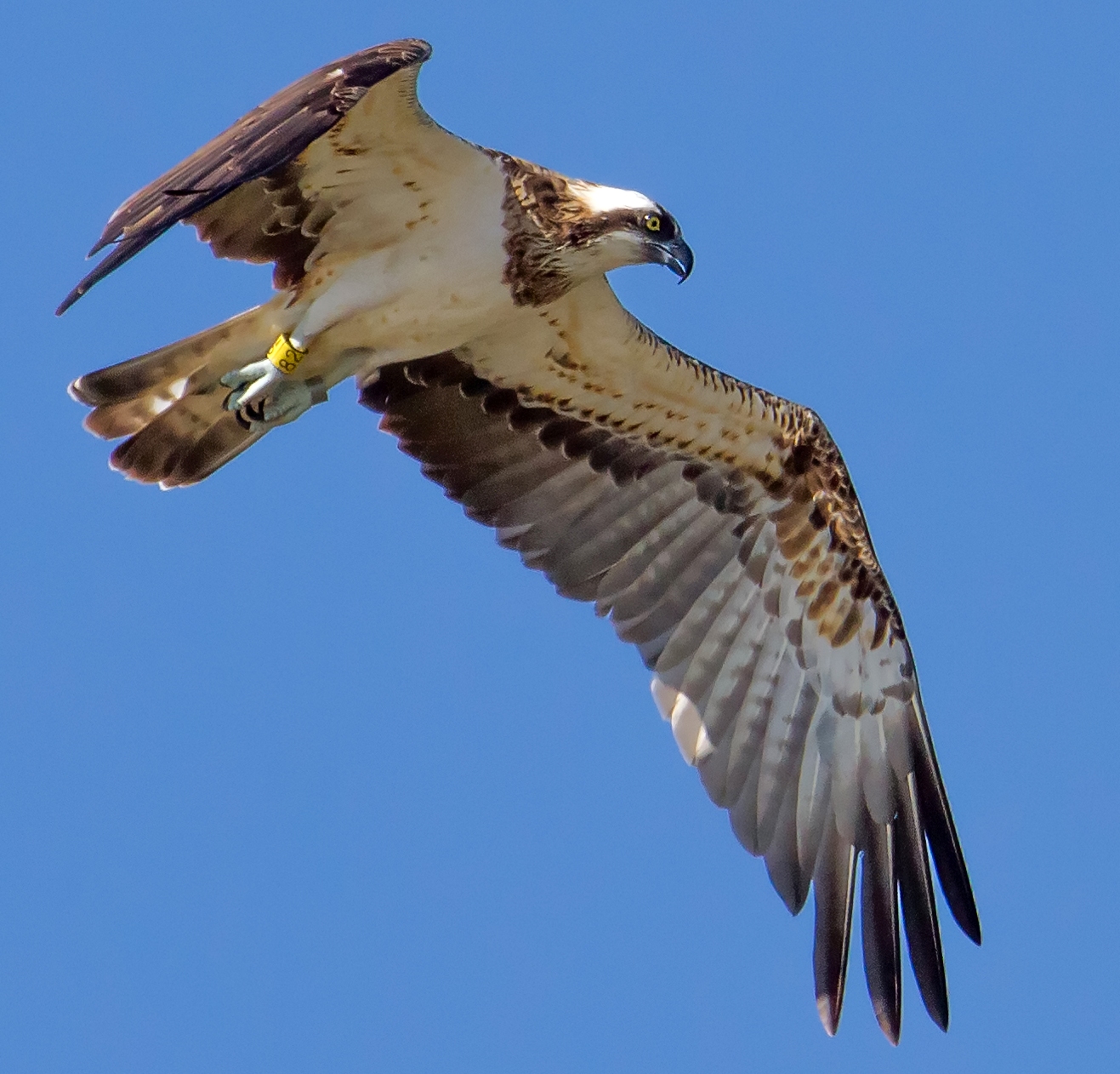 Panchita, le 23 août dernier, au-dessus de la Loire, en Indre-et-Loire. Olivier Simon.