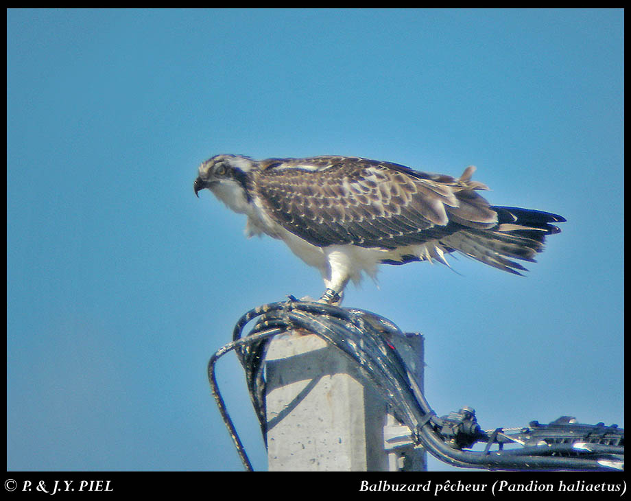 Jeune balbuzard allemand 8VP en halte migratoire le 29 août 2012 en Charente-Maritime. J-Y Piel.