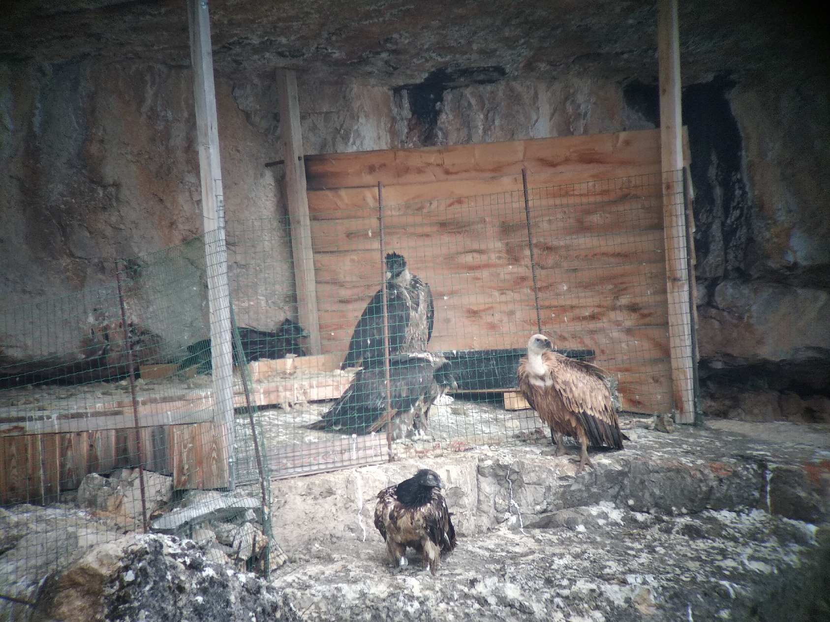 Arcana_Lausa_Monna_Europe_Vautour fauve©A.GUEGNARD