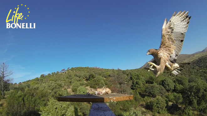 photo1-m-le-aigle-de-bonelli-belmezphotogrefa