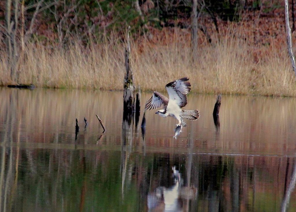 ravoir-1-le-11-03-2013-8z-peche-dans-letang