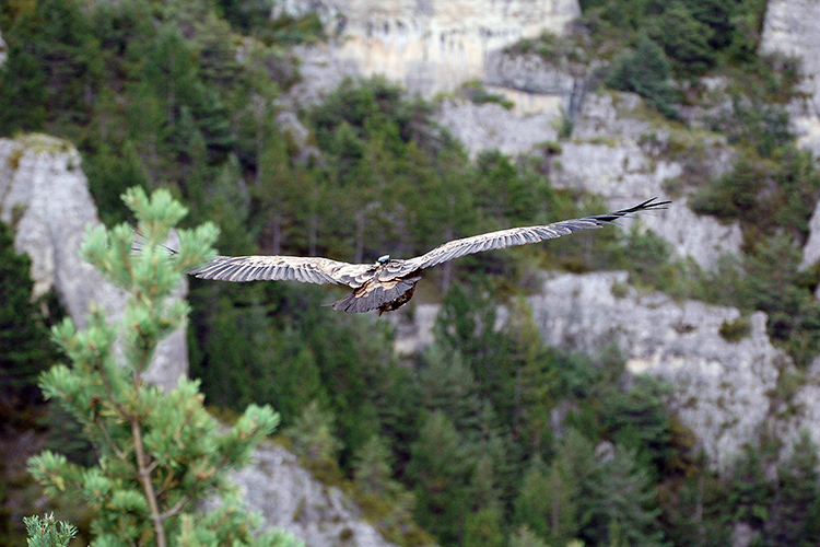 rn-photos-oiseaux-vautours-fauves-e-quipe-dune-balise-gps-cassagnes-03-08-2010-4