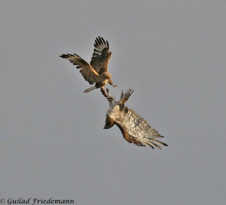 Buse féroce et Circaète en Israël. G.Friedemann