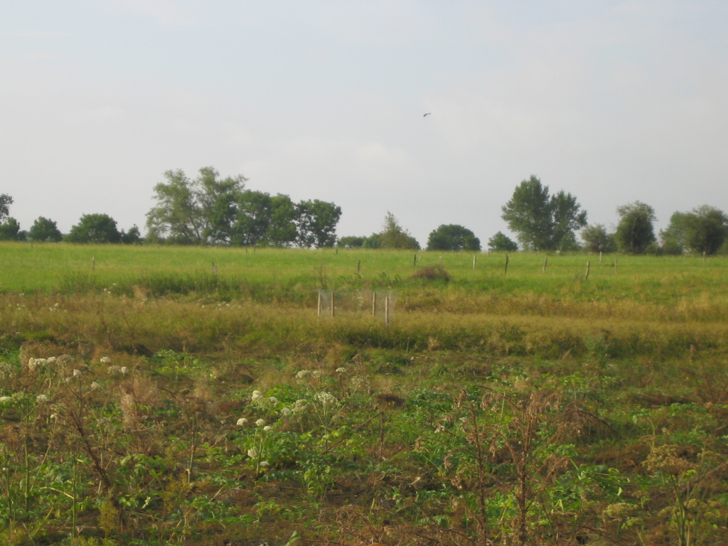 Protection dans une zone humide avec trois jeunes encore non volants au 3 septembre. La femelle reproductrice est équipée de marques alaires. O.Tessier.