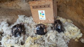 thumb6ivajloklisurova