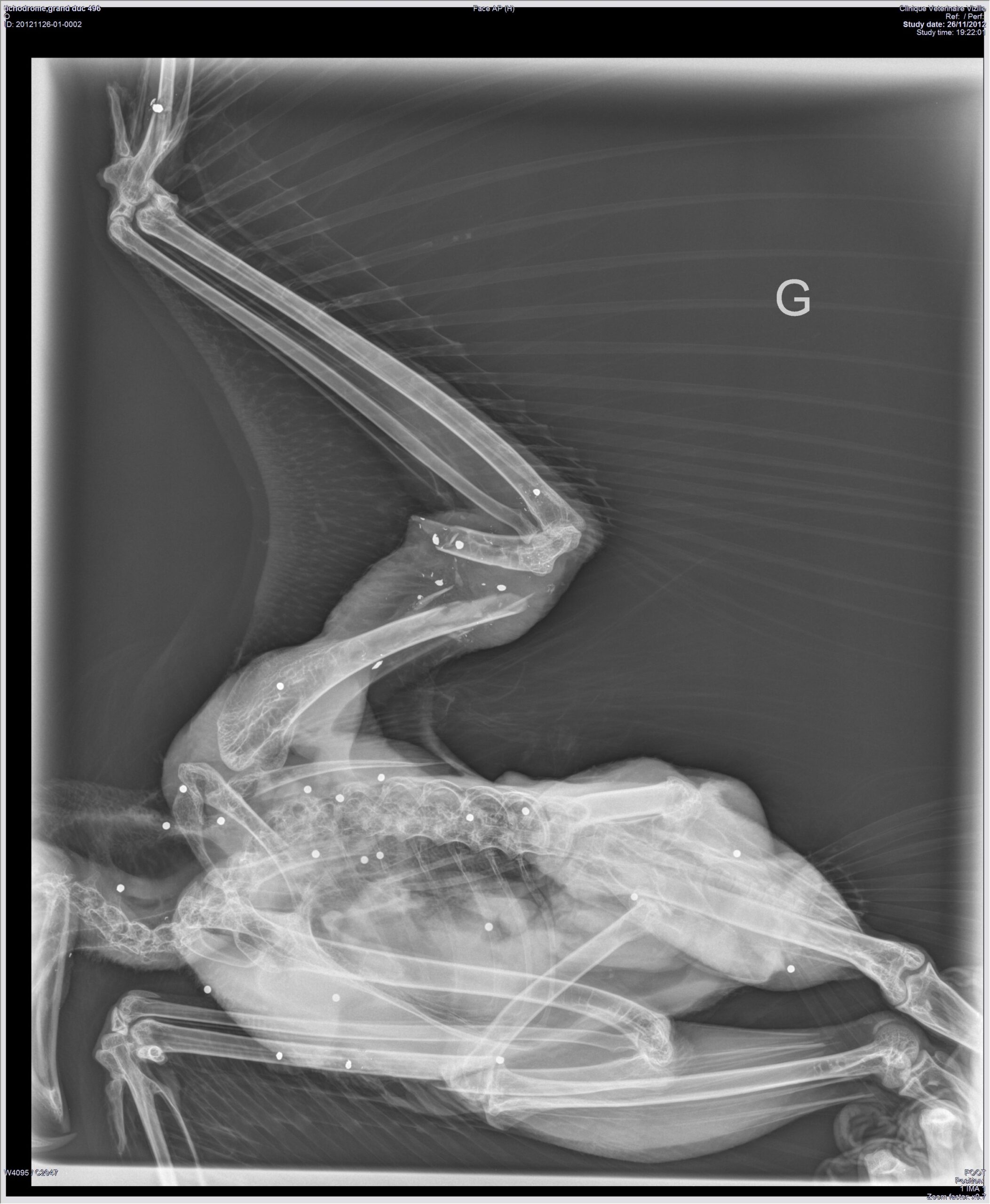 tichodrome-grand-duc-496-corps-cr-26-11-2012-s0-i0