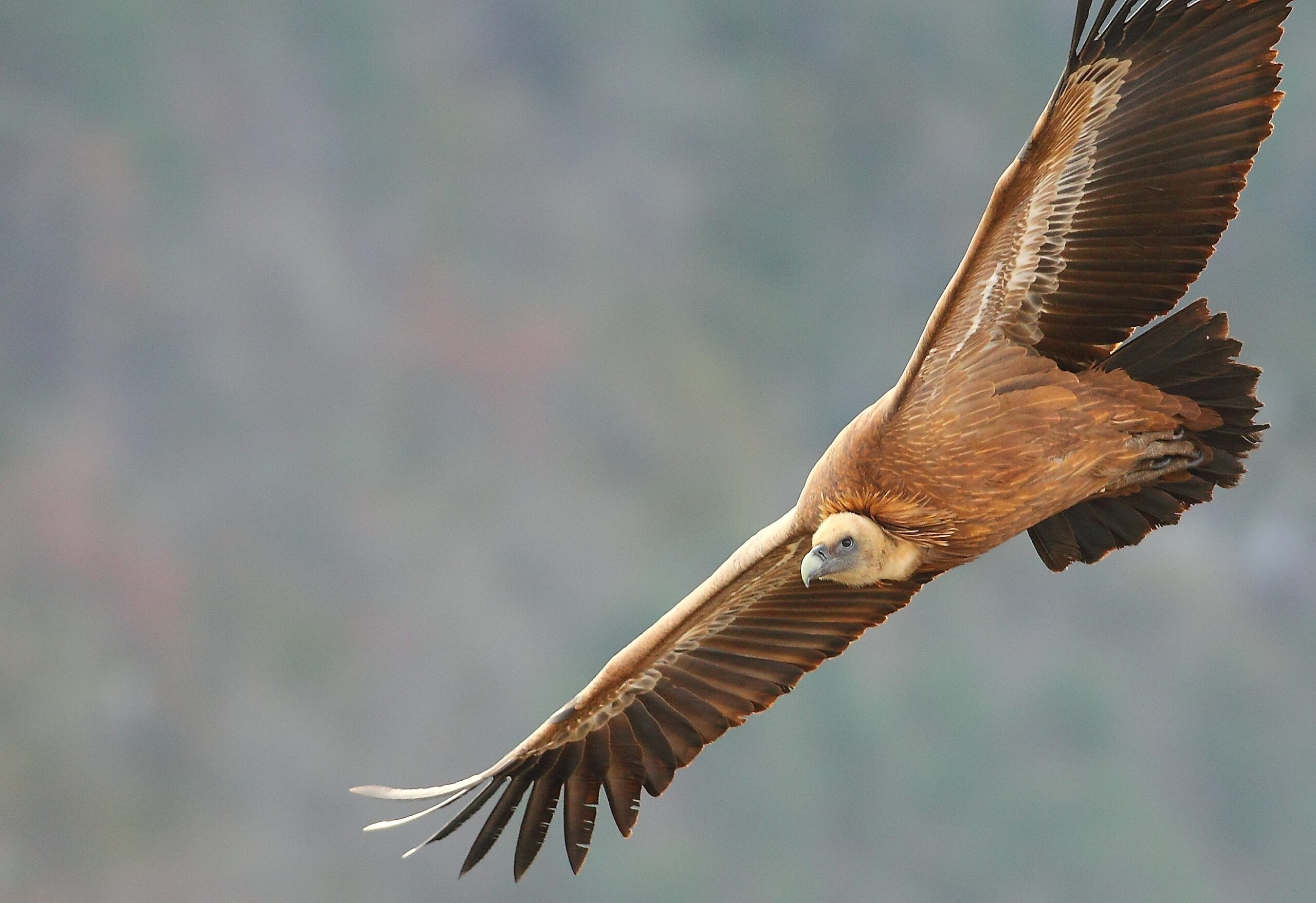 vautour-fauve-descamps-r-11