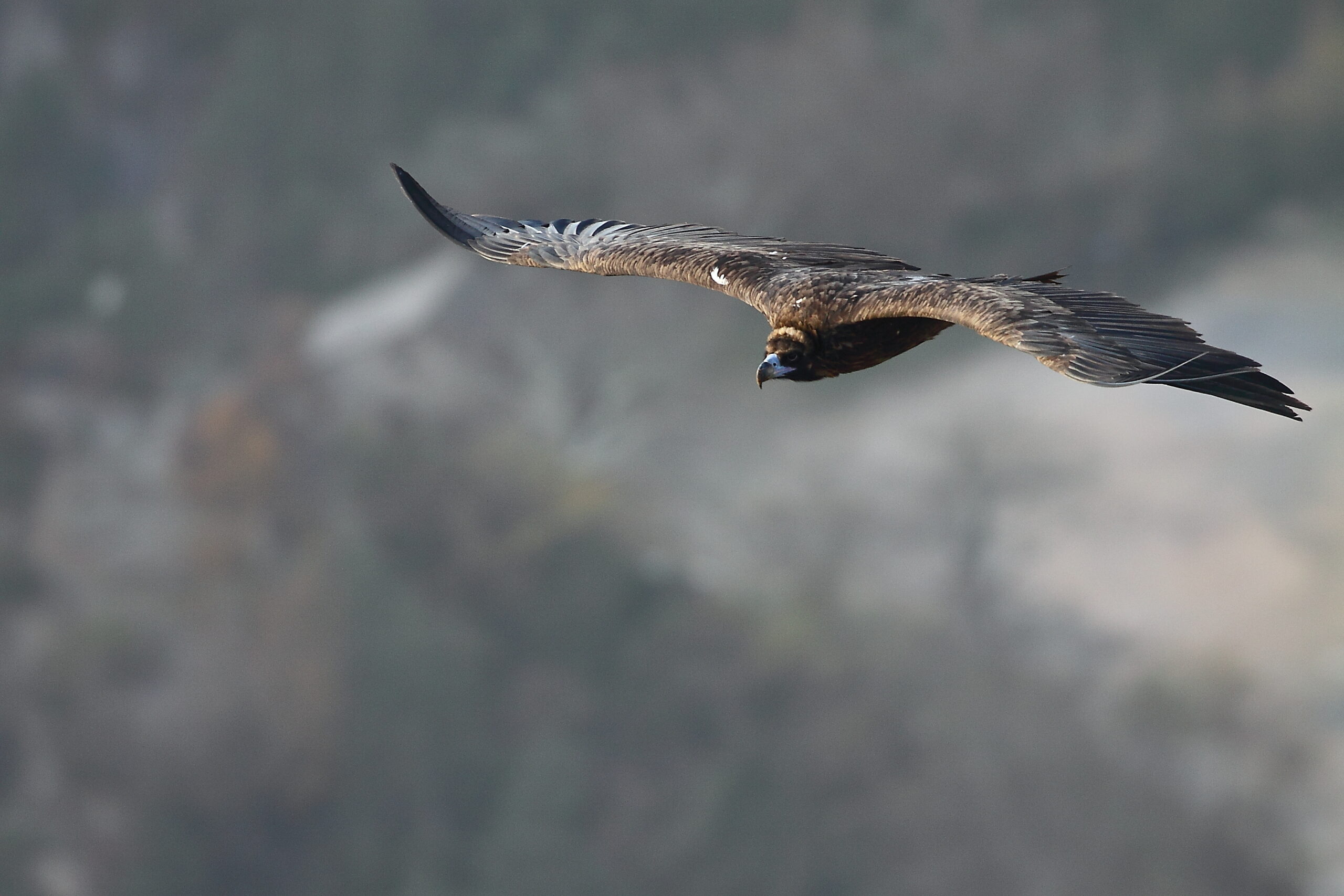 vautour-moine-descamps-r