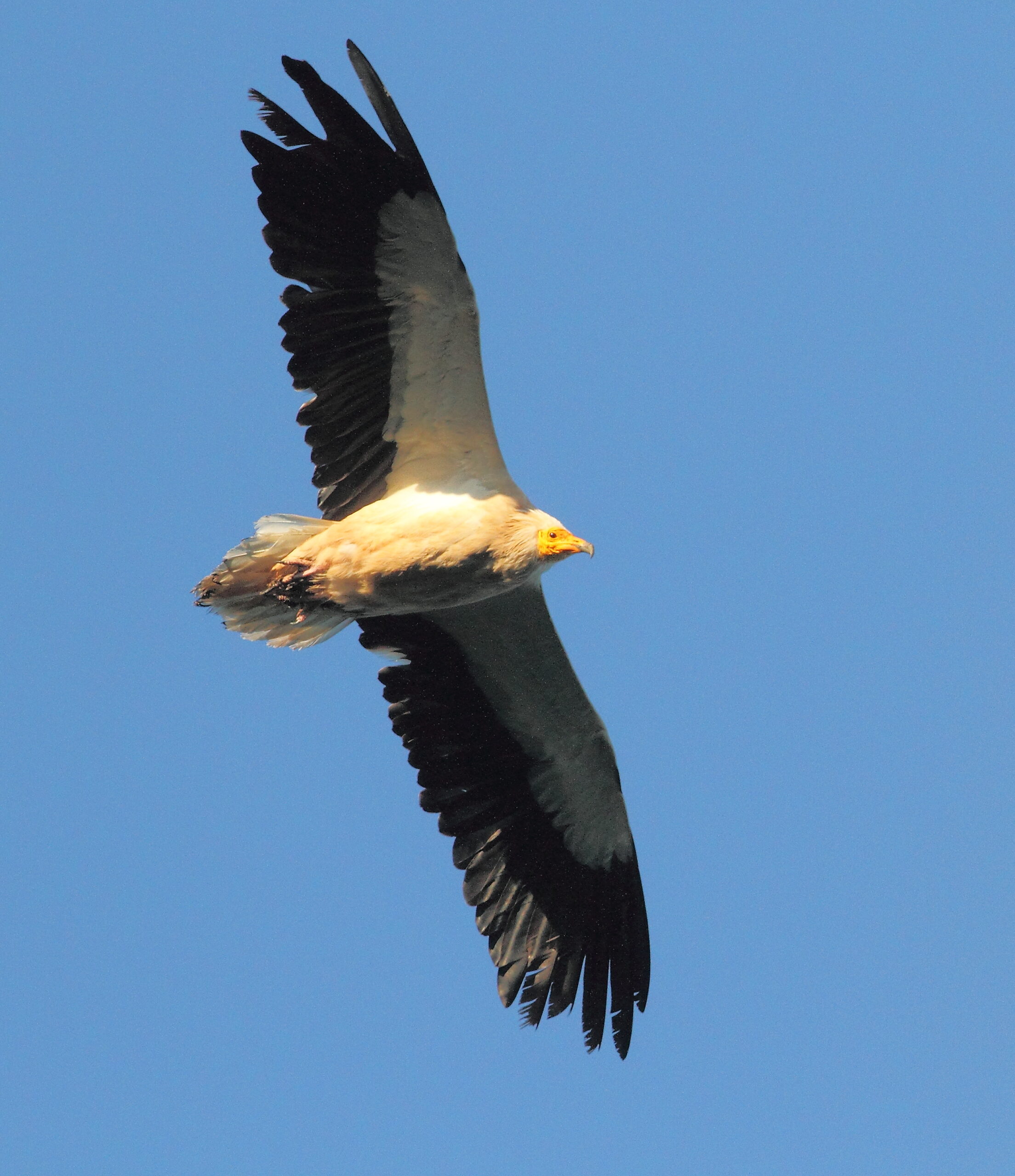 vautour-percnoptere-descamps-r-1