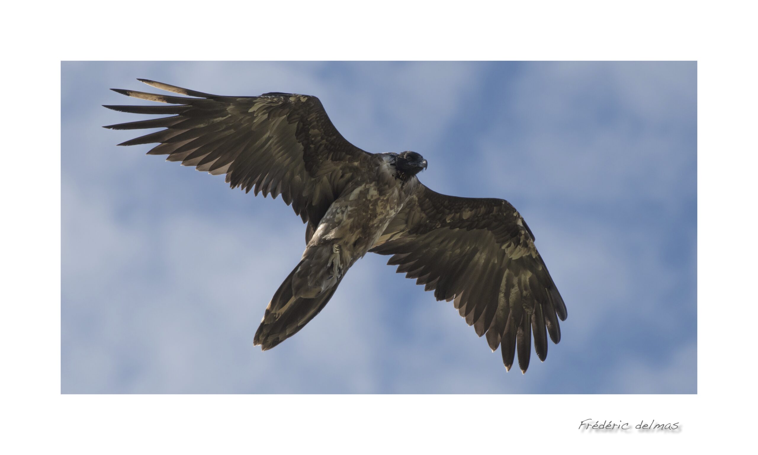 viaduc-2017fredericdelmas