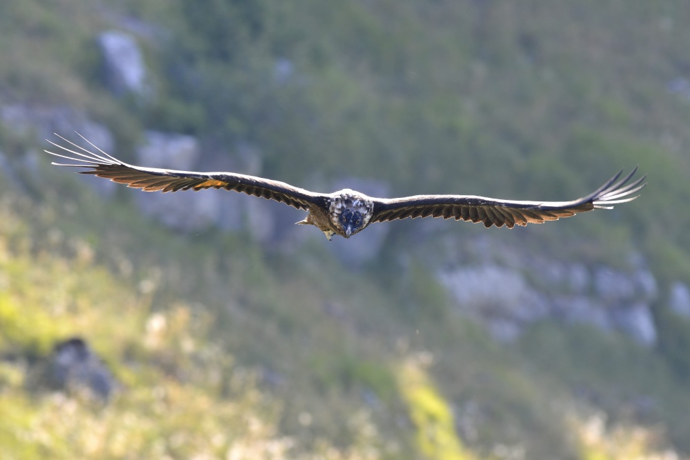 Cévennes@B.BERTHEMY