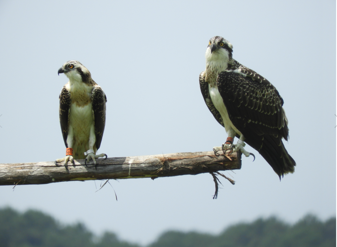 ©RNN du Marais d’Orx