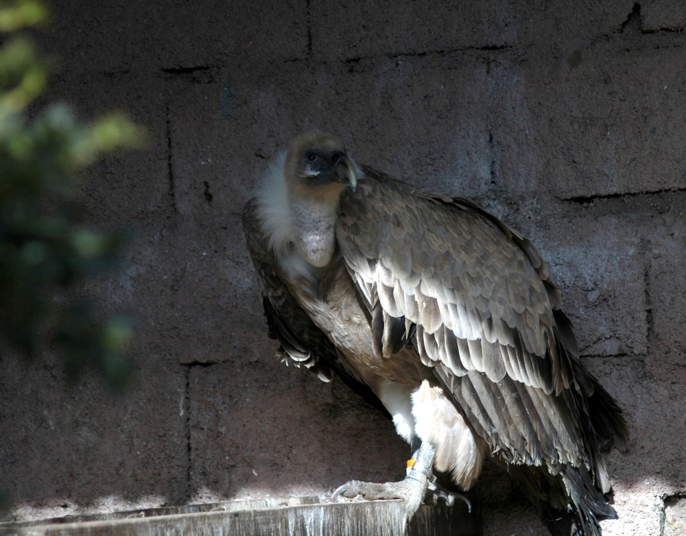 Boutet, parent de Bouldras, réintroduit en 1981, mort en volière à 35 ans ©P.LECUYER
