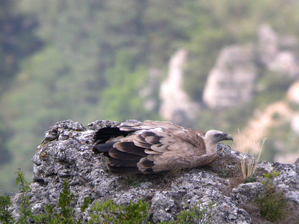 Vautour fauve méditant sur le calme des gorges par temps de confinement©P LECUYER