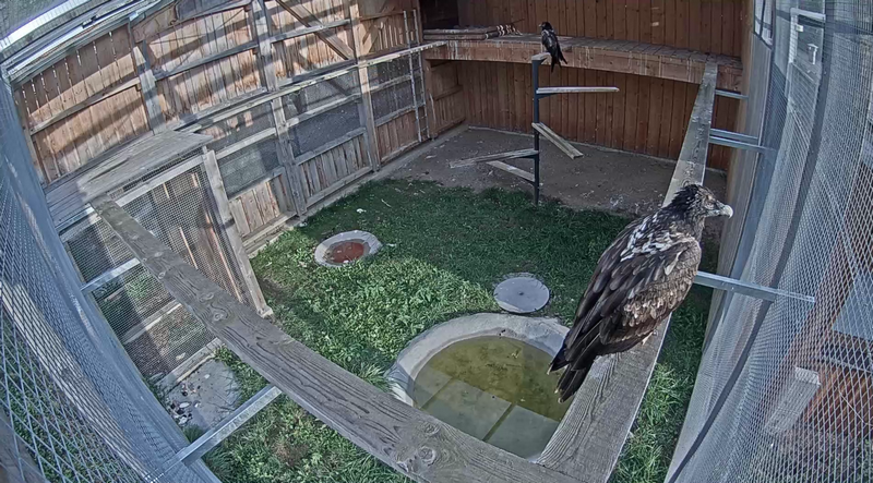 Bartgy et sa compagne – © Asters.