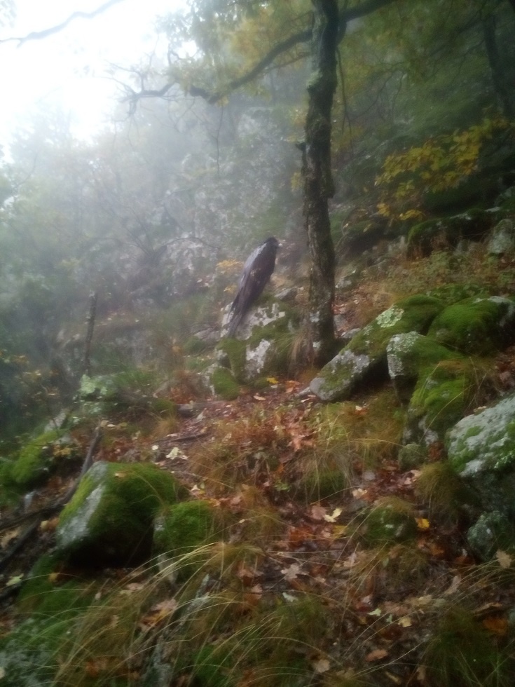 Eglazine_octobre_2020©LPO