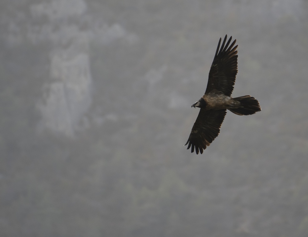 Calandreto-février 2021©Quentin FORT