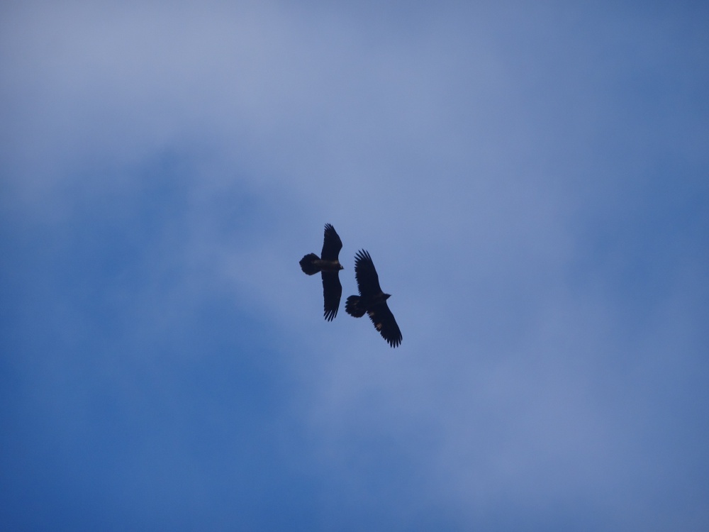 Eglazine et Calandreto - février ©Tim Leon