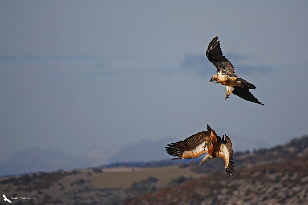 Layrou et Vautour fauve-février 2021©André BROCARD