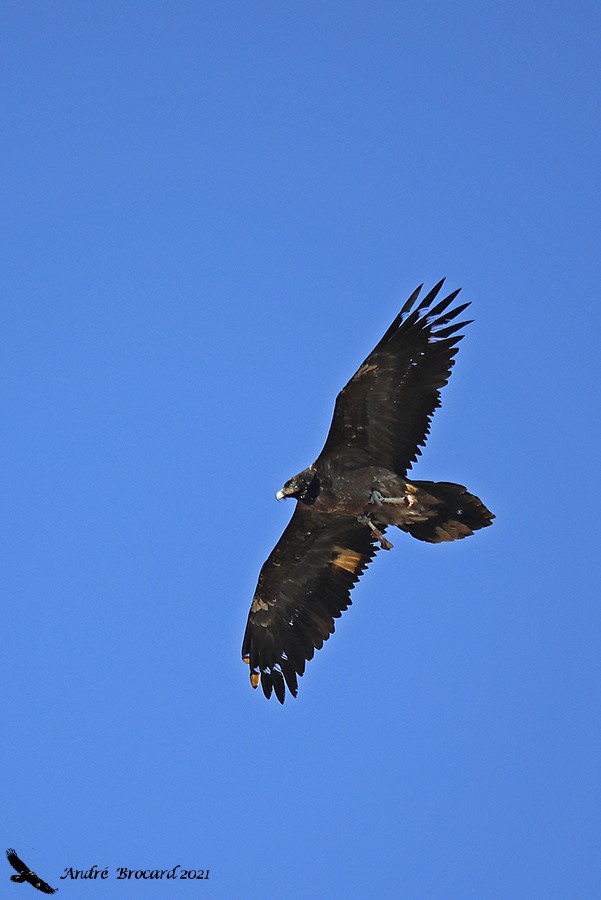 Ophrys-janvier 2021©André BROCARD