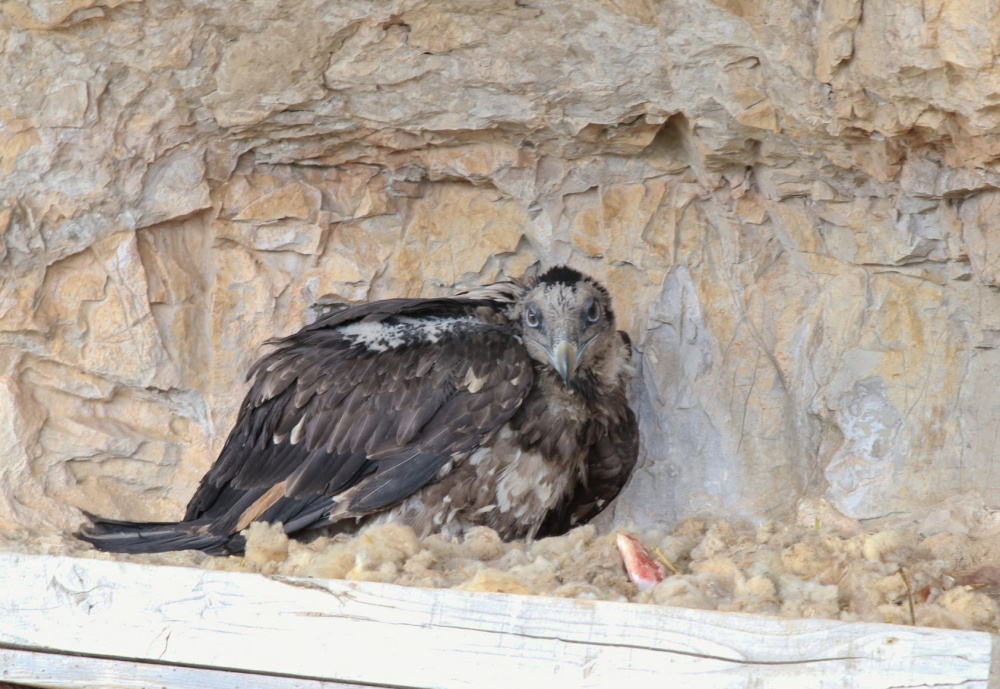 Parpaillou dans la vire©LPO GC