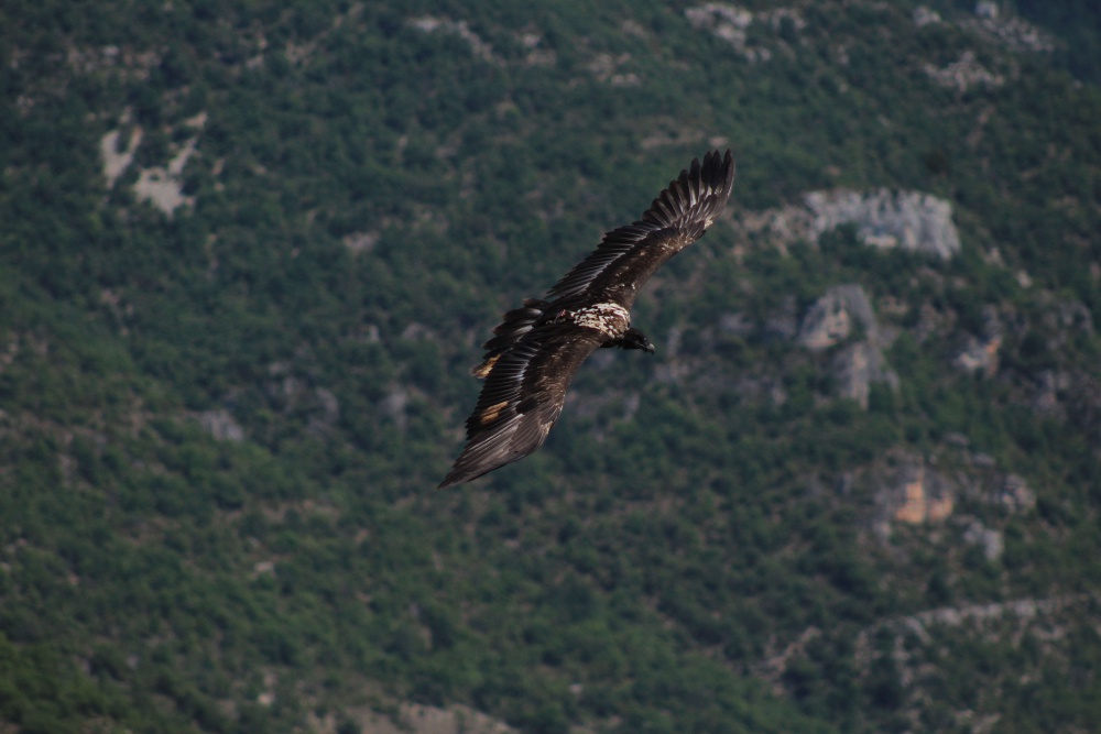 Pradines en vol©Camille Robert
