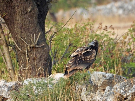 Vautour percnoptère Isabel photographié à l'état sauvage - LIFE Egyptian Vulture
