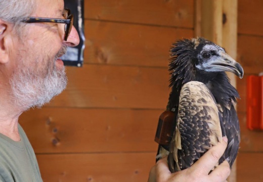 Gabriel, l'un des cinq vautours percnoptères libérés en Italie - LIFE Egyptian Vulture
