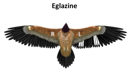 eglazinemarquagealairerogne