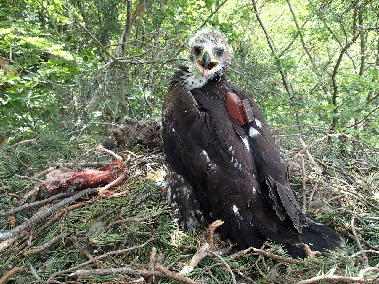 jeune-apres-la-pose-du-gps-florian-veau